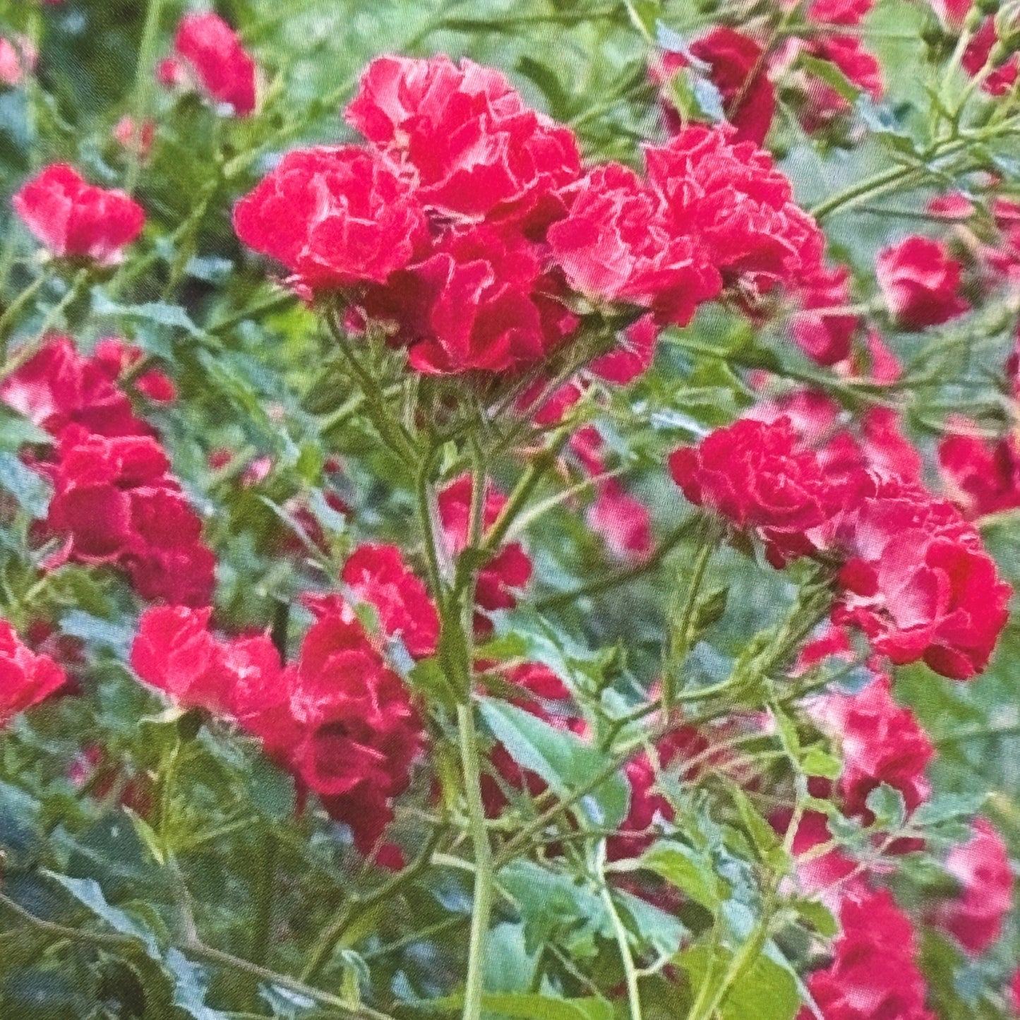 Rose 'Red Drift®'