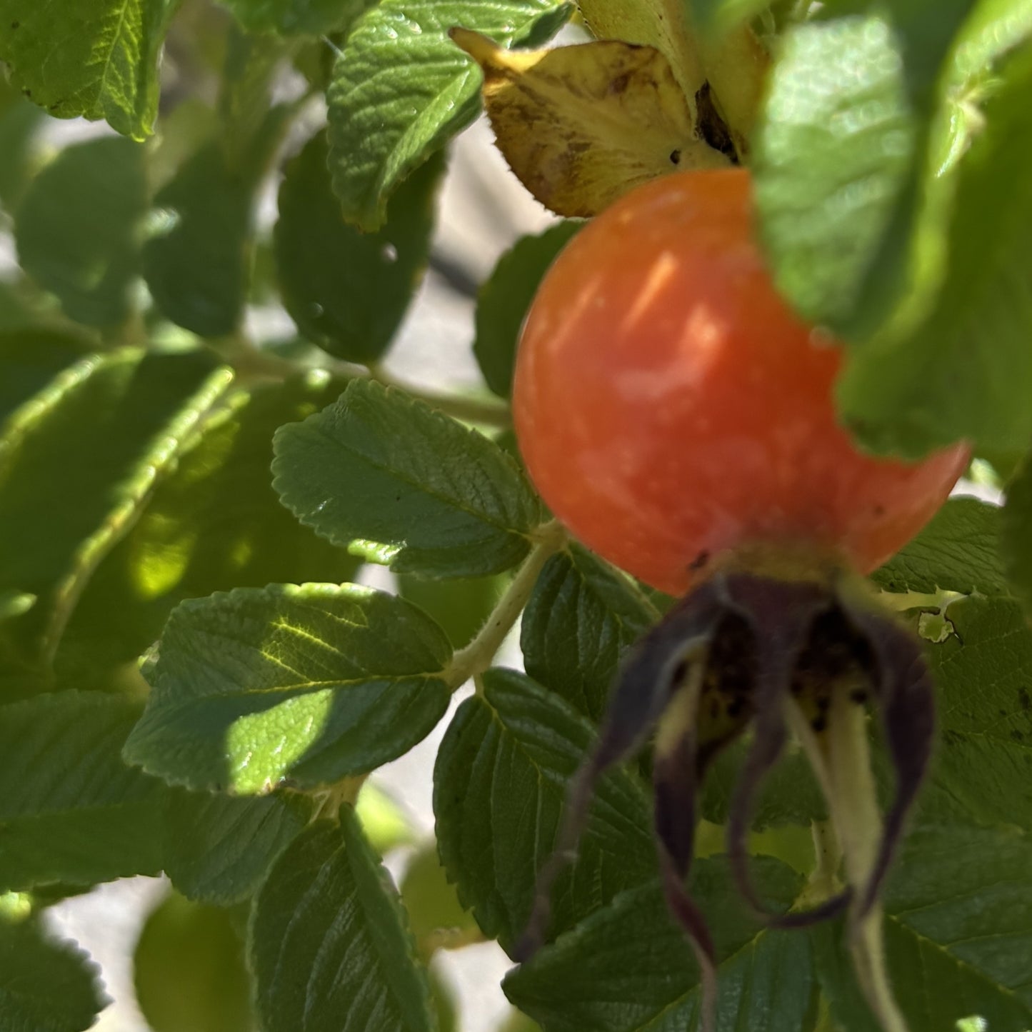 Rose Bush 'Rosa Rugosa'