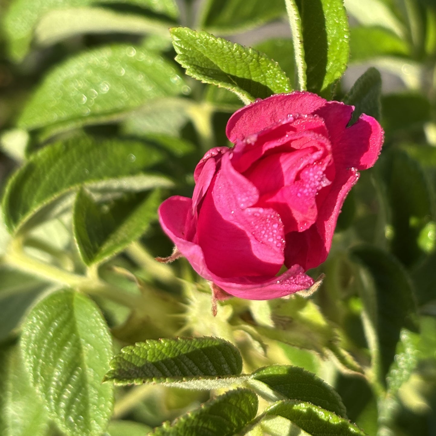 Rose Bush 'Rosa Rugosa'
