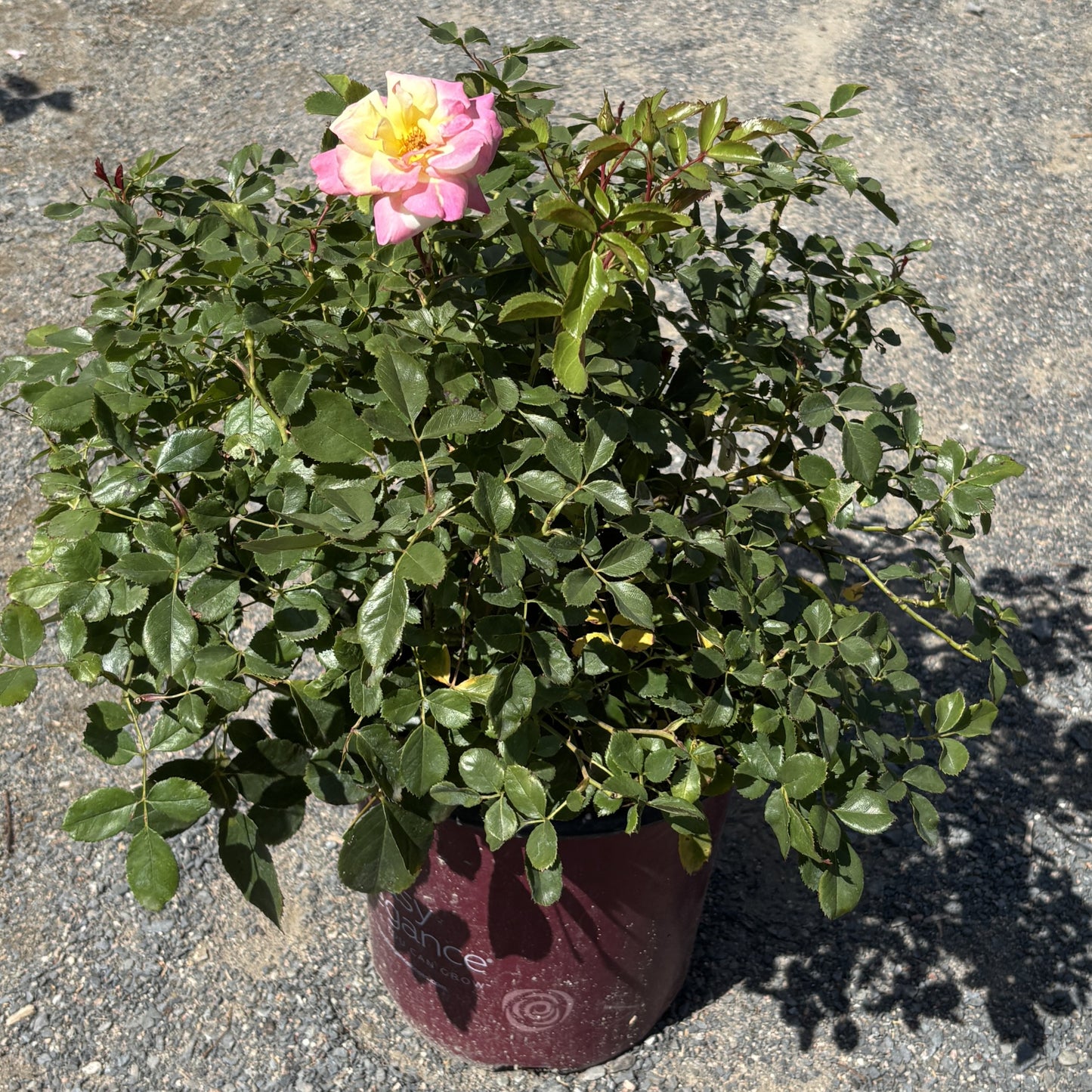 Rose Bush 'Music Box'