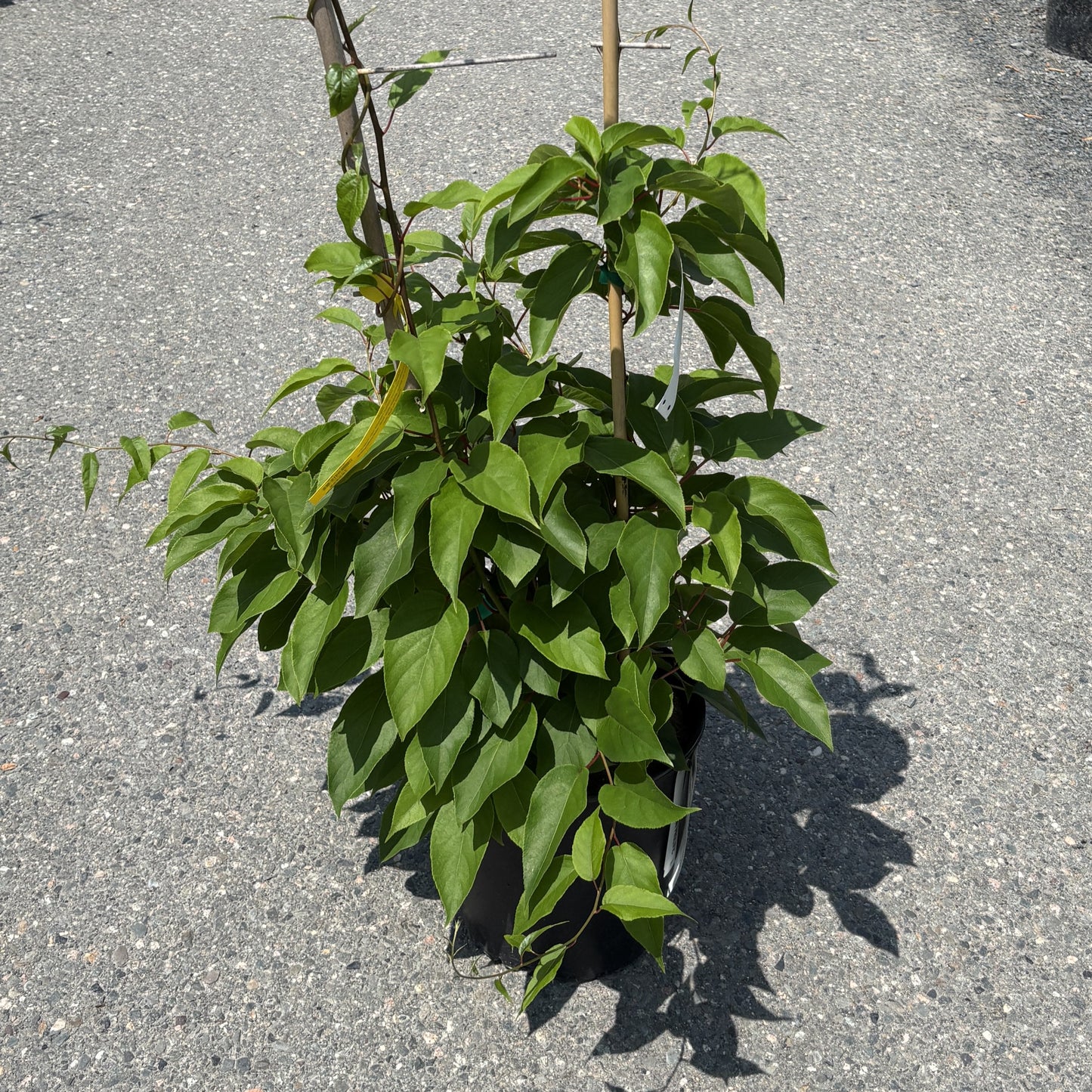 Kiwi 'Prolific'