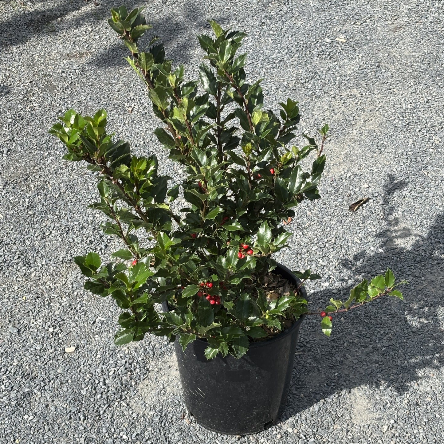 Holly 'Blue Prince/Princess'