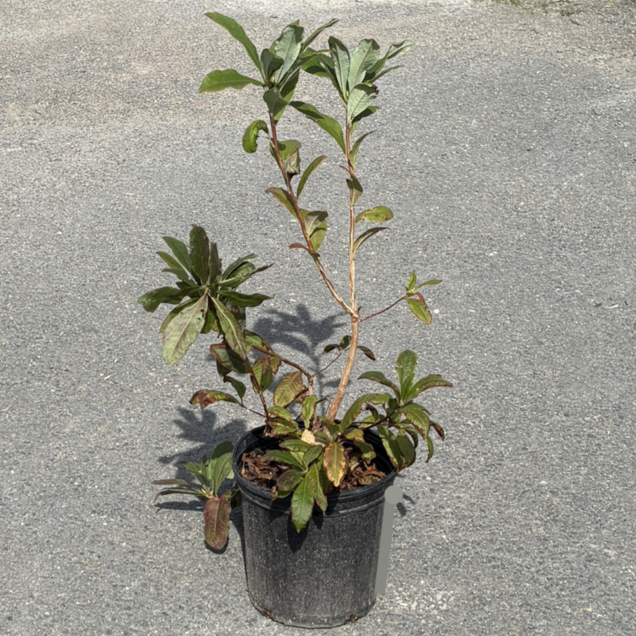 Azalea 'Vineland Dream'