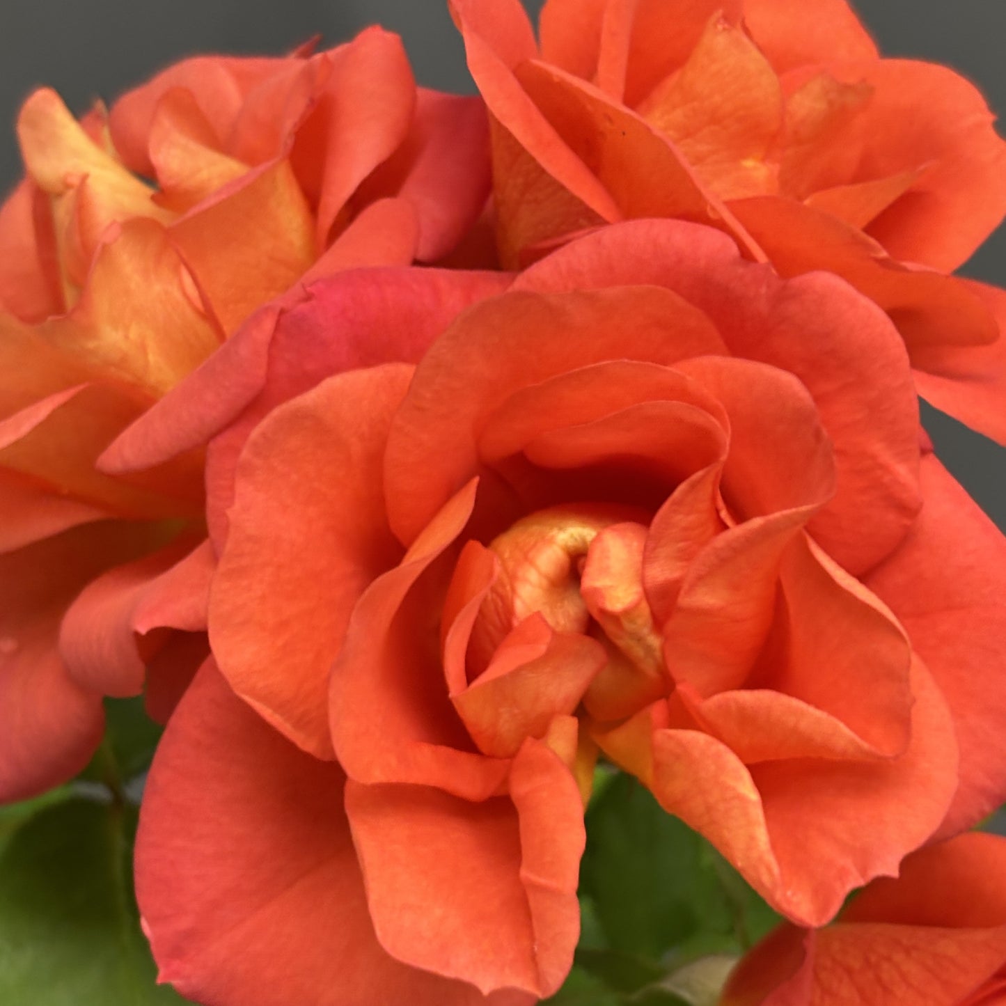 Rose 'Rise Up Emberays' PW