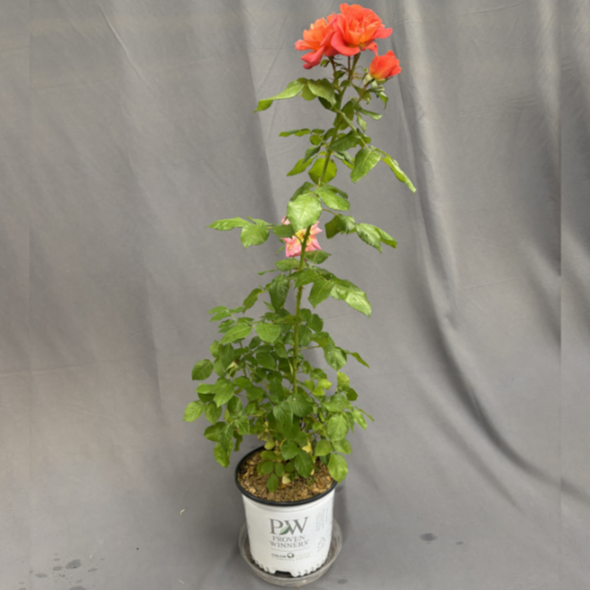 Rose 'Rise Up Emberays' PW