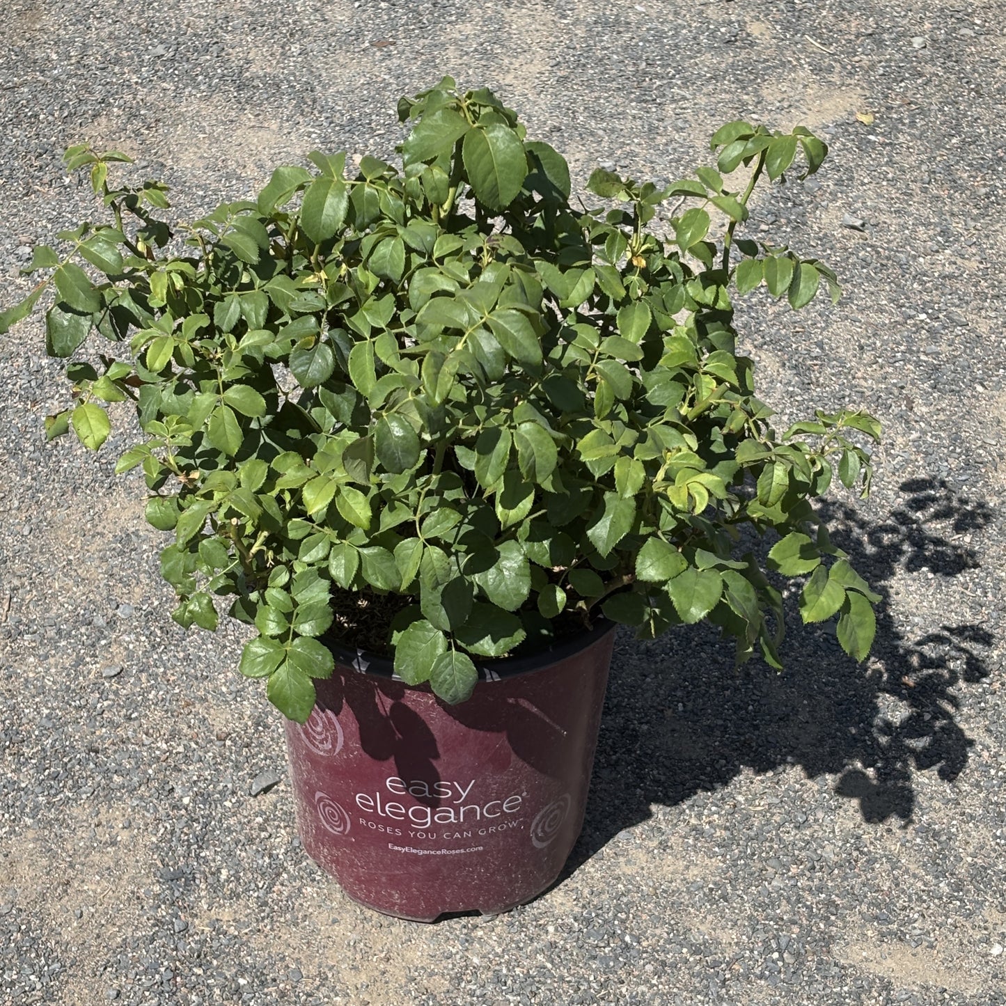 Rose Bush 'High Voltage'