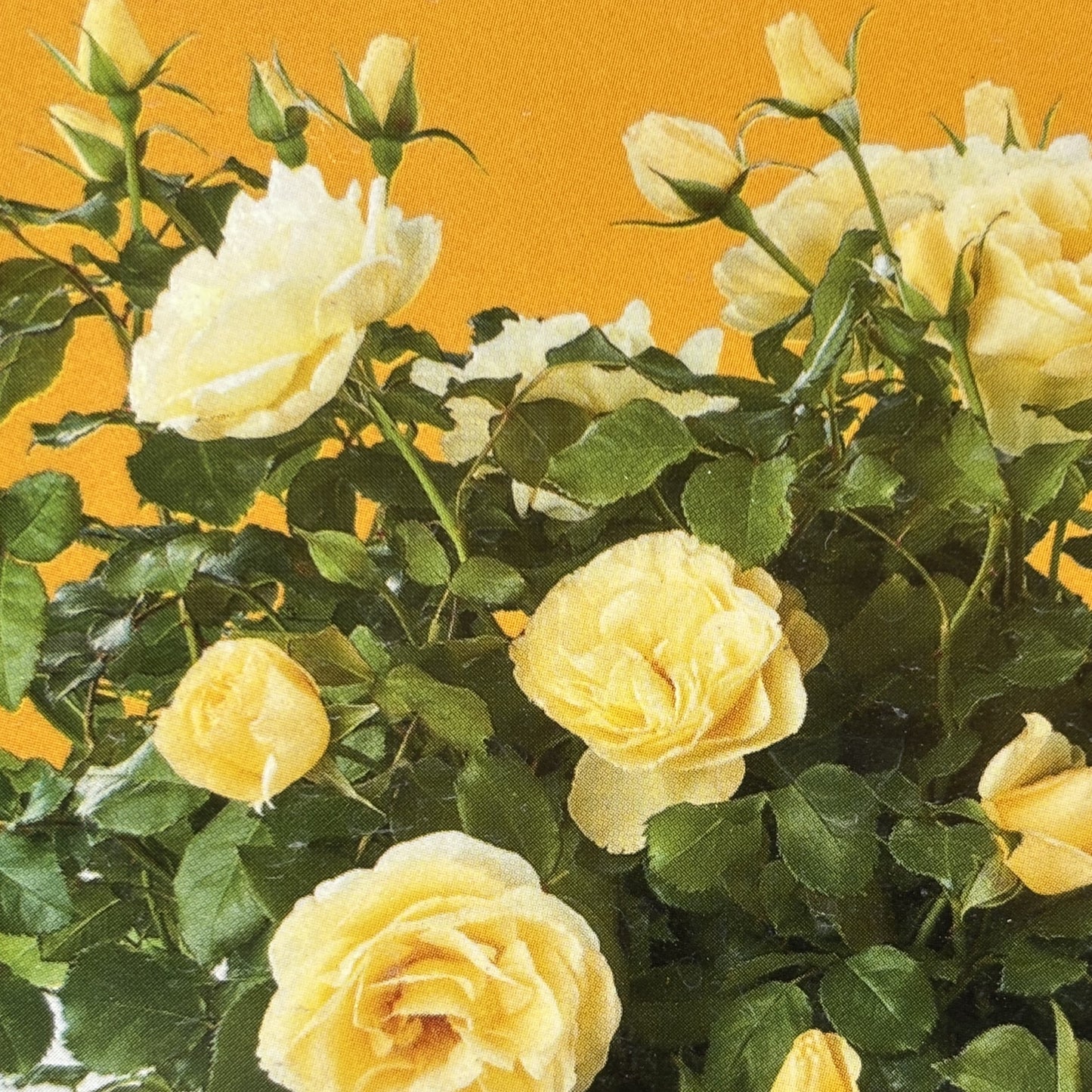 Rose Bush 'High Voltage'