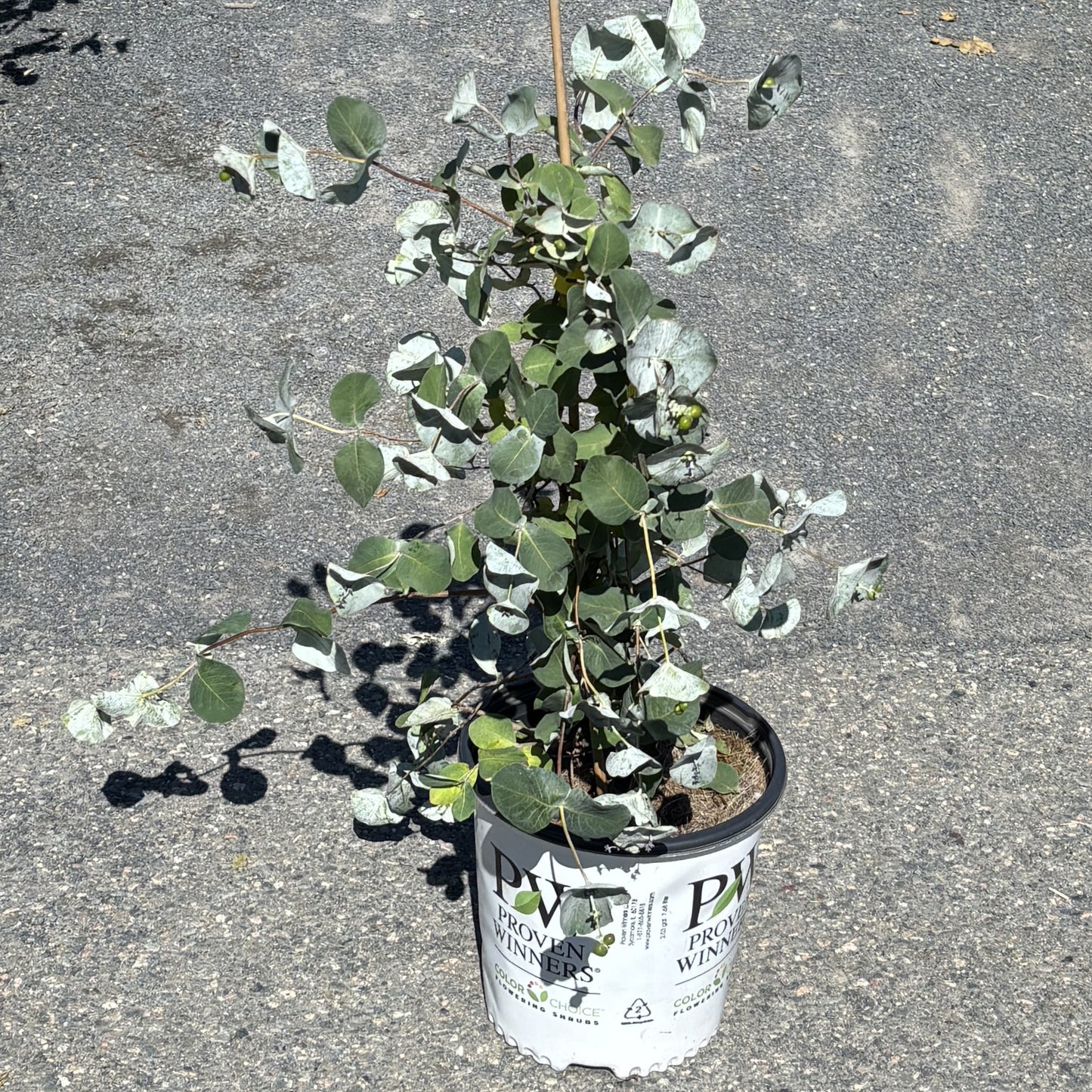 Honeysuckle 'Kintzley's Ghost'