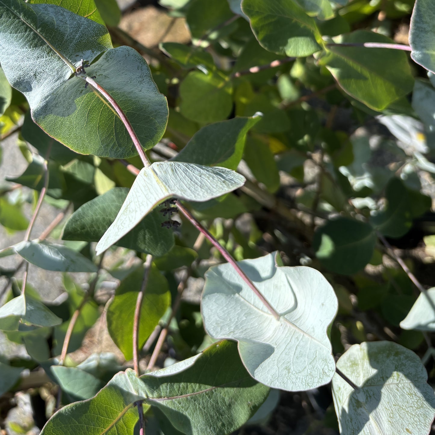 Honeysuckle 'Kintzley's Ghost'