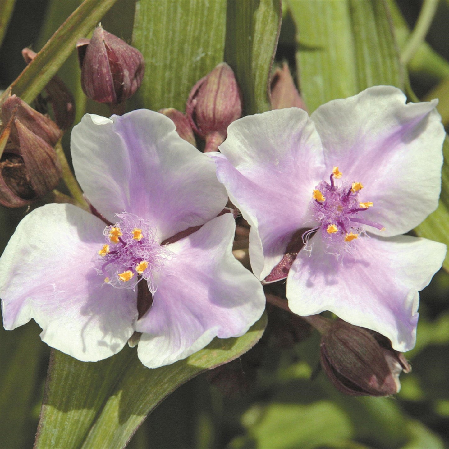 Spiderwort 'Bilberry Ice'