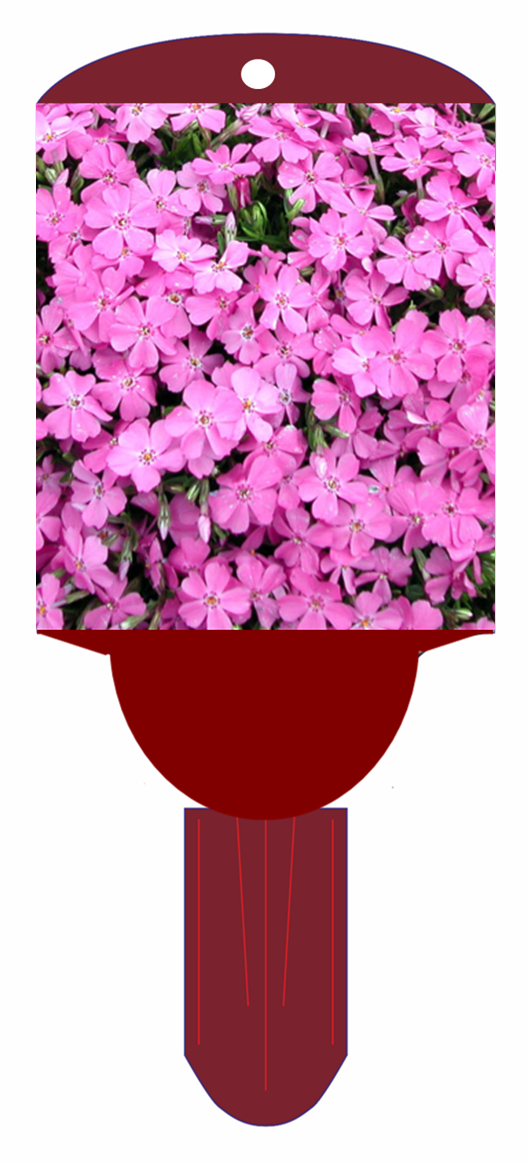 Creeping Phlox
