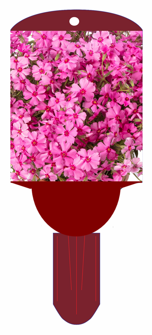Creeping Phlox