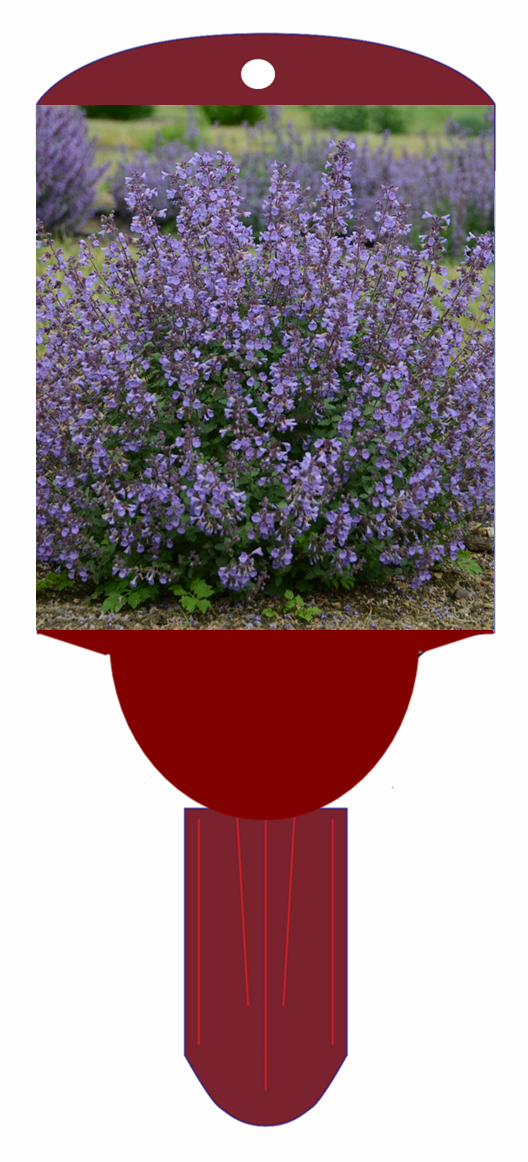 Catmint 'Kitten Around'