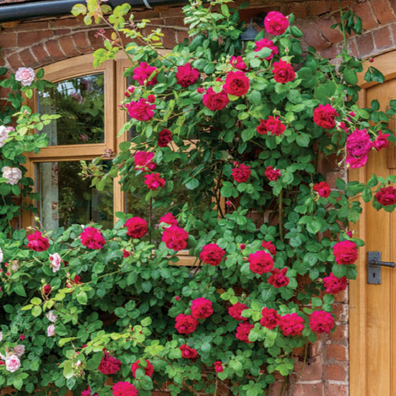 Rose 'Tess of the d’Urbervilles®'