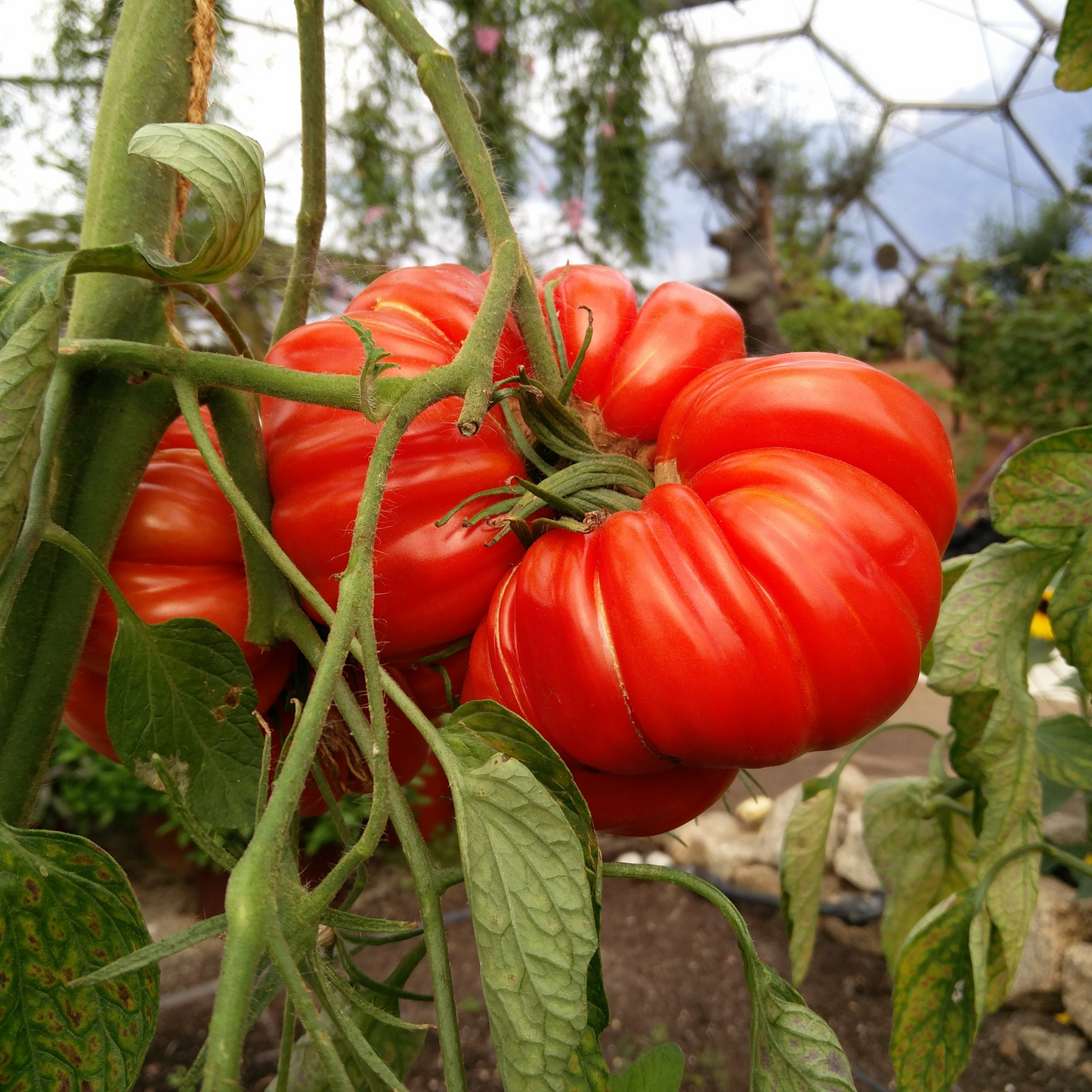 Tomato 'Big Beef'