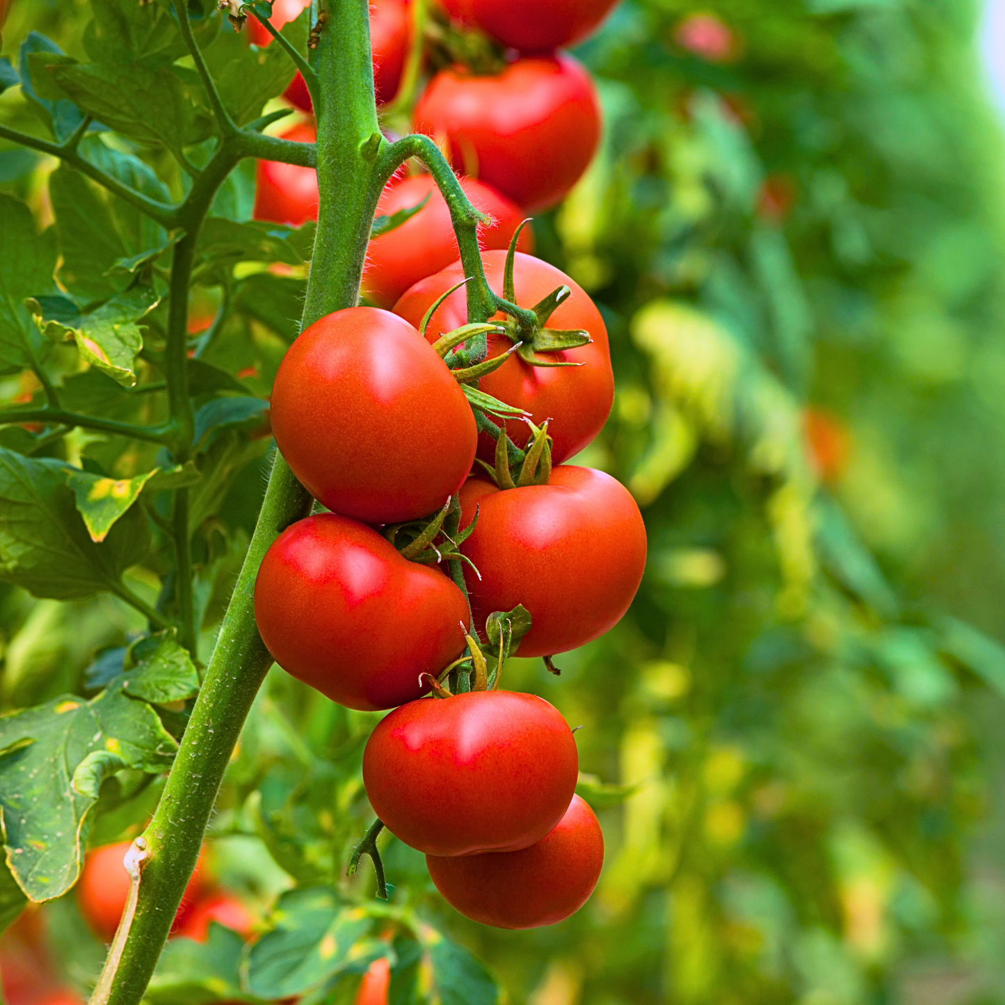 Tomato 'Scotia'