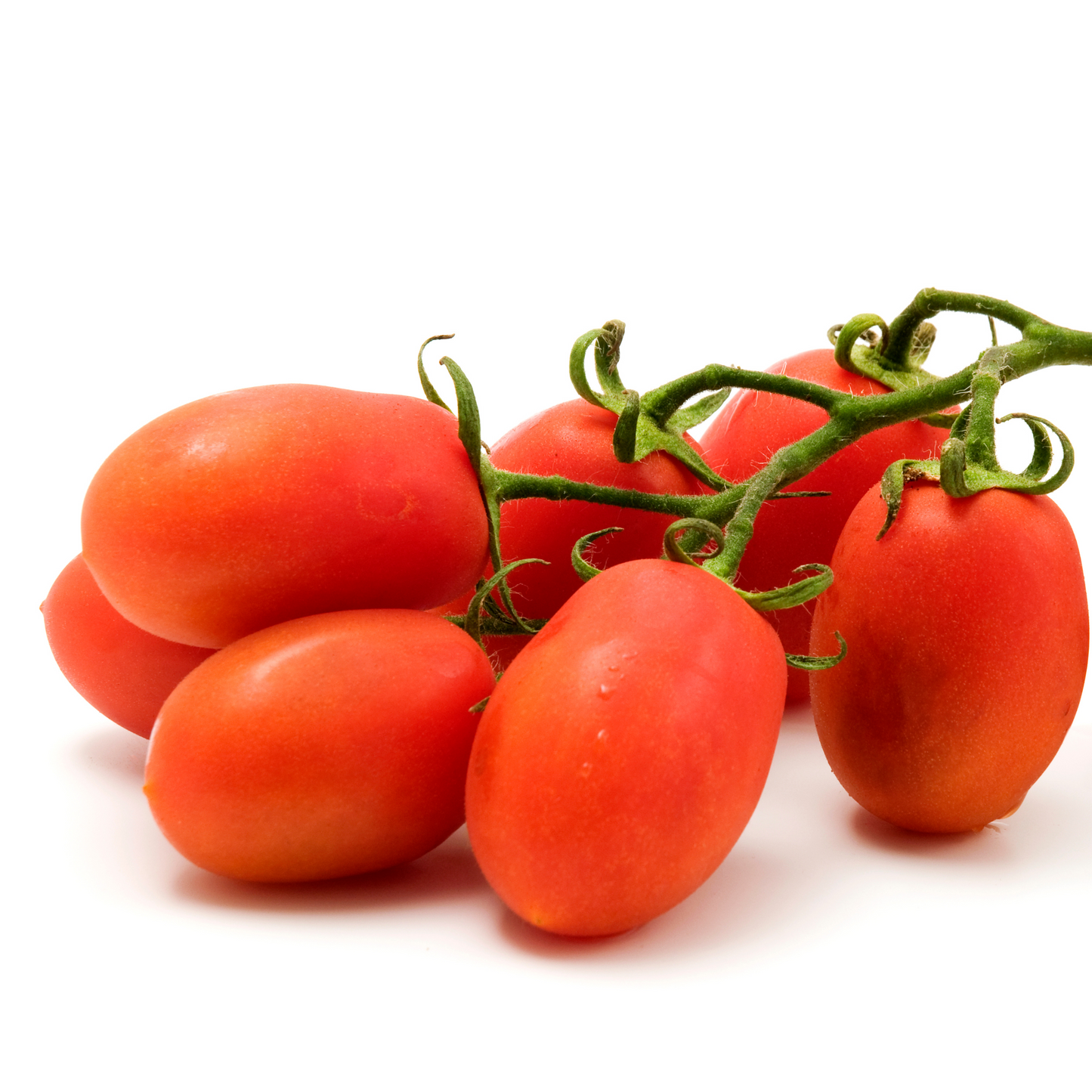 Tomato 'Sugar Rush'