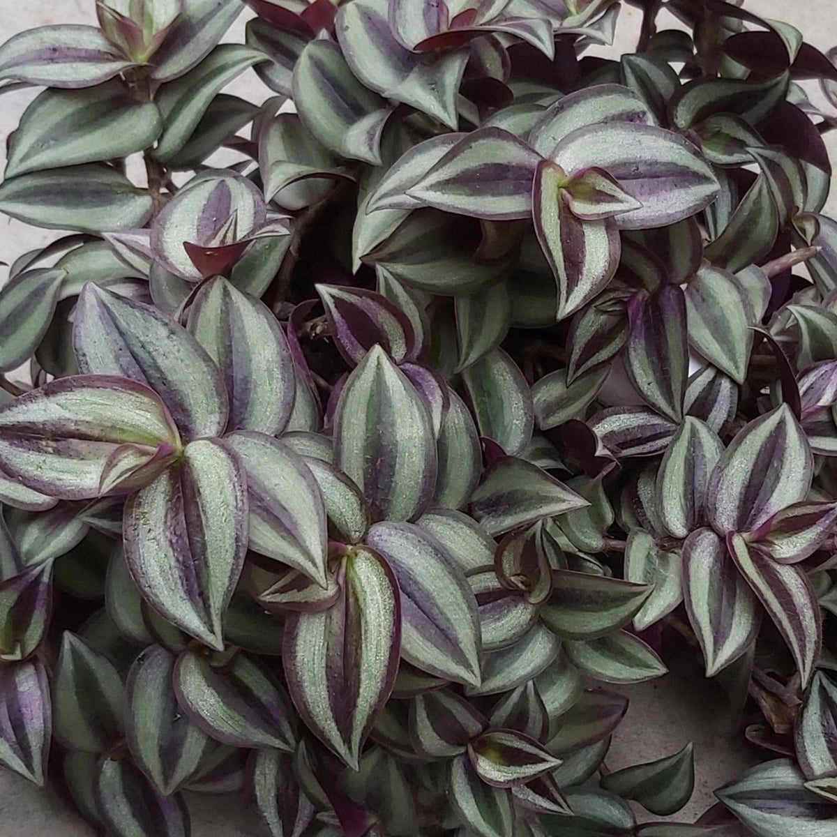 Tradescantia zebrina