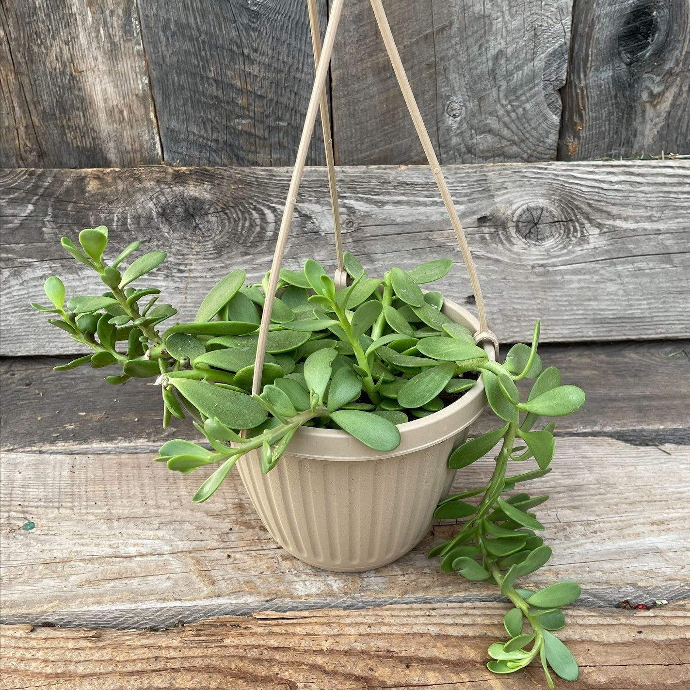 Trailing Jade