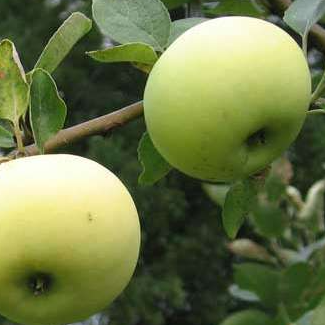 Apple Transparent 7gal
