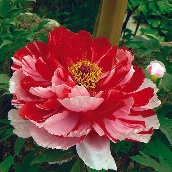Tree Peony 'Shima Nishiki'