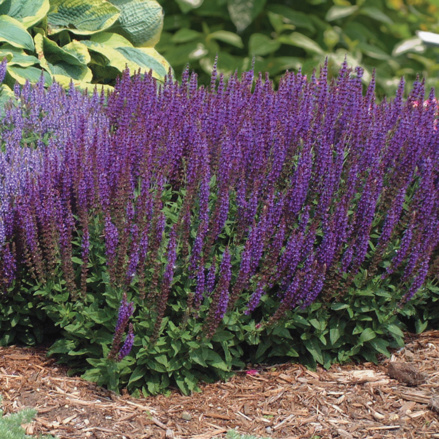 Meadow Sage "East Friesland"