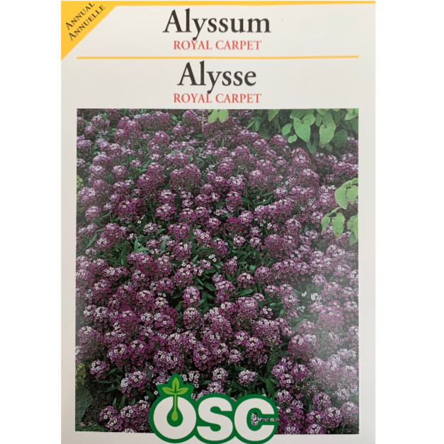 OSC Seeds Alyssum Royal Carpet Pkg.