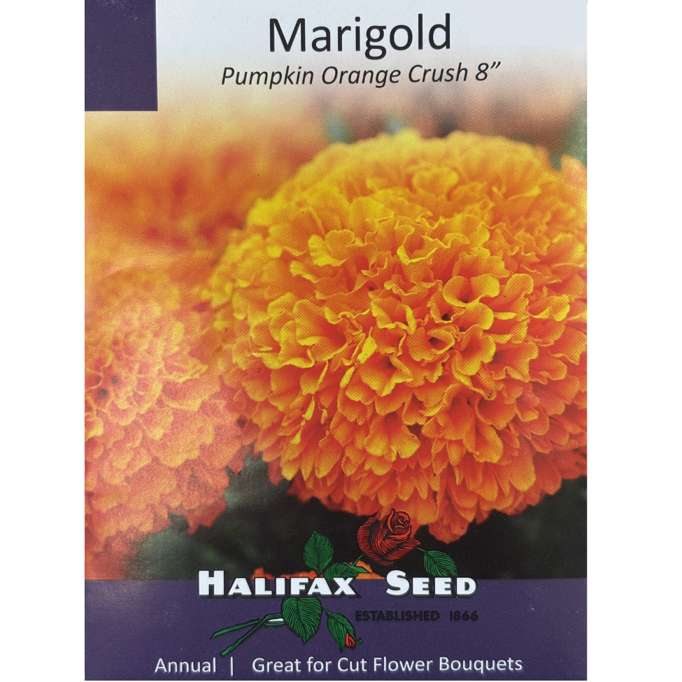 Halifax Seed Marigold Pumpkin Orange Crush 8"