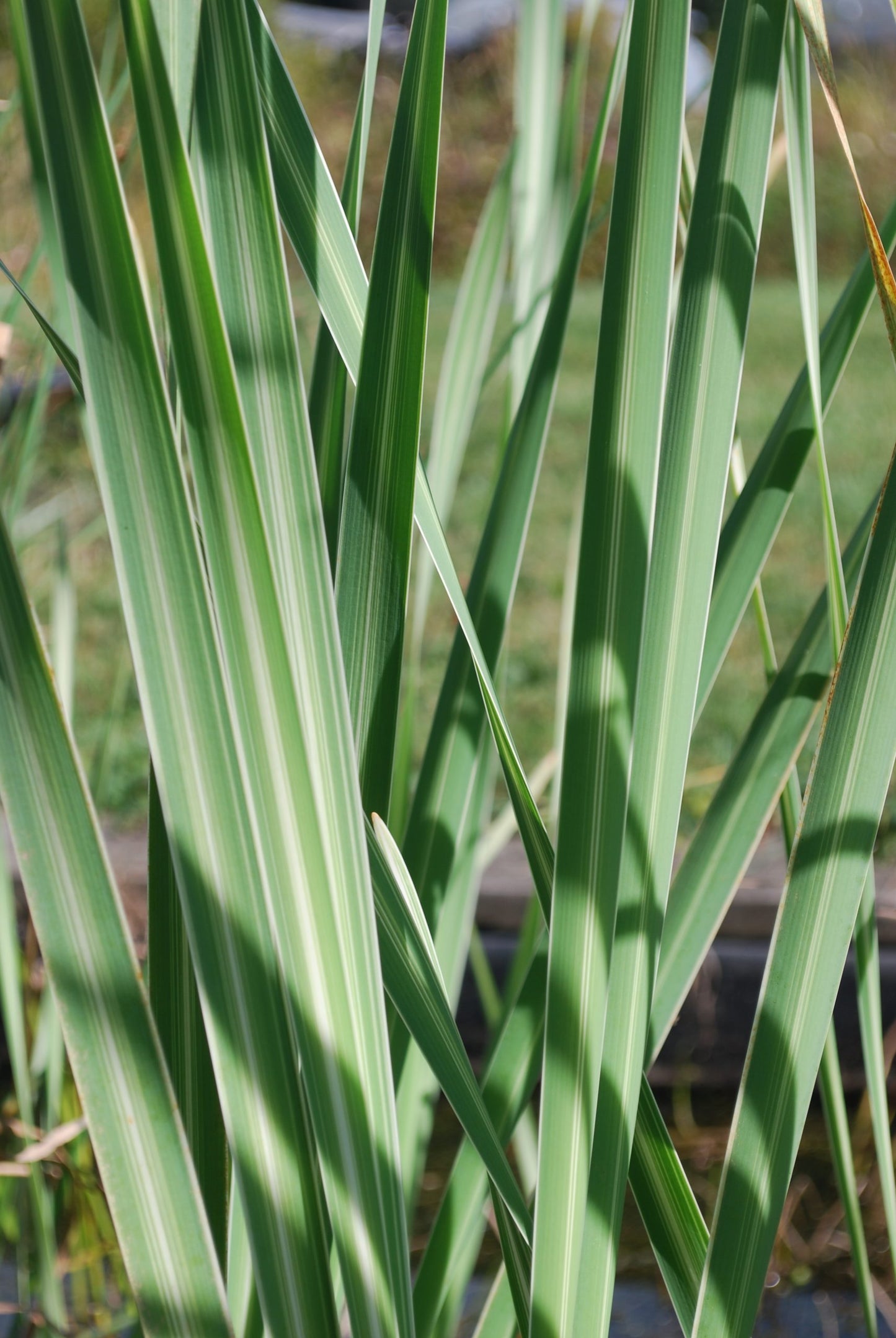 Variegated Cattail