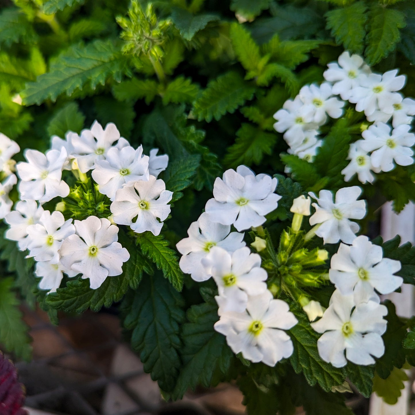 Verbena 'Obsession'