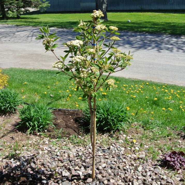 Viburnum 'Wayfaring Tree'