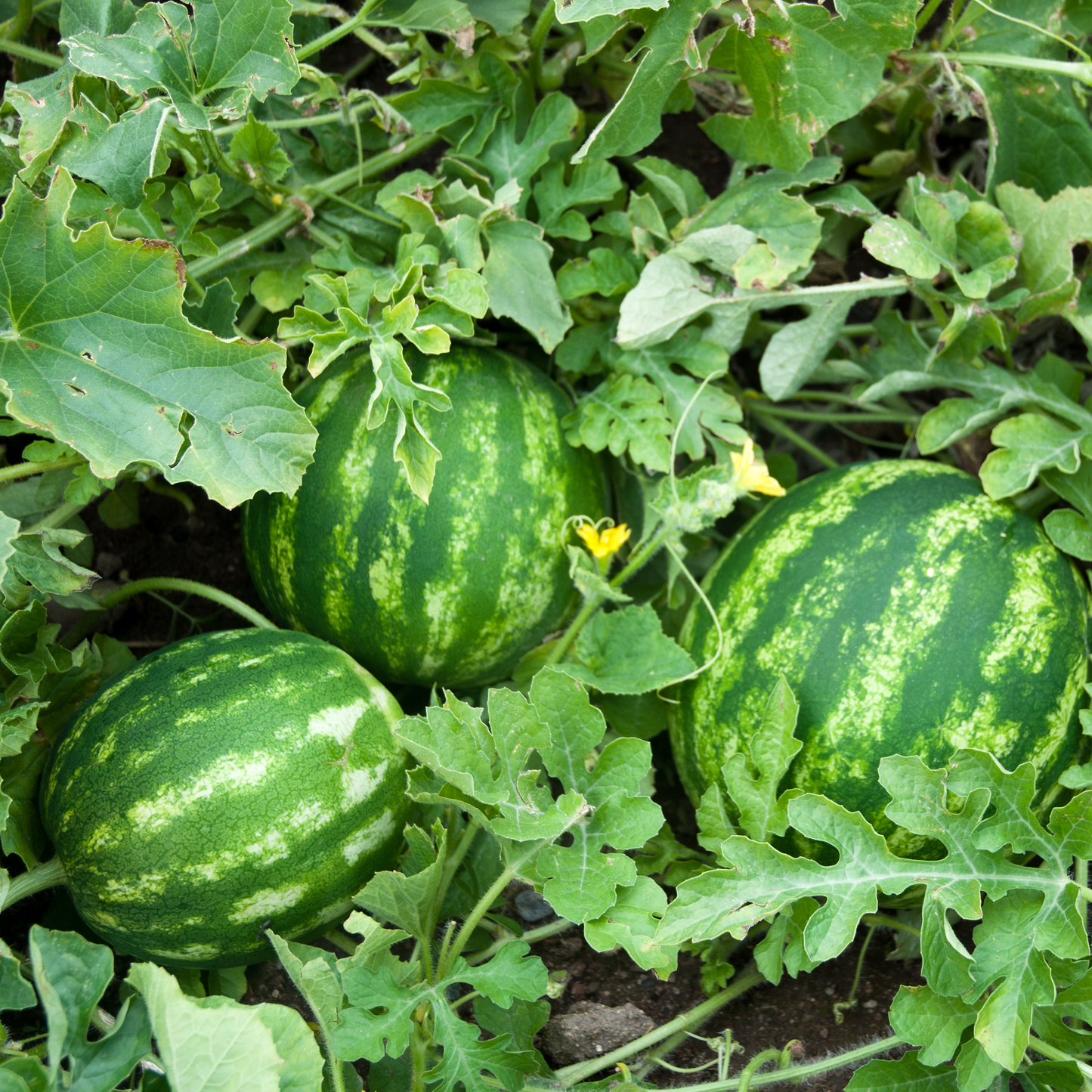 Watermelon 'Mini Love'