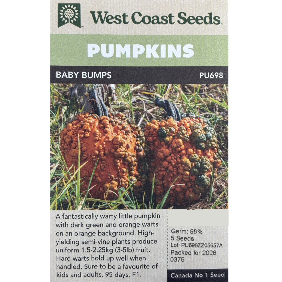 West Coast Pumpkins Baby Bumps Pkg.