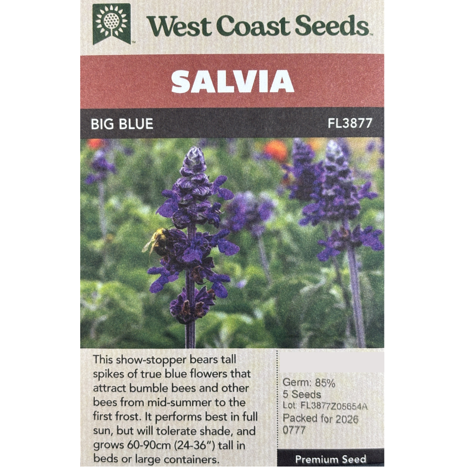 West Coast Salvia Big Blue Pkg.