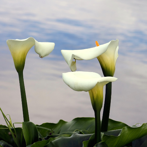 White Arum Lily