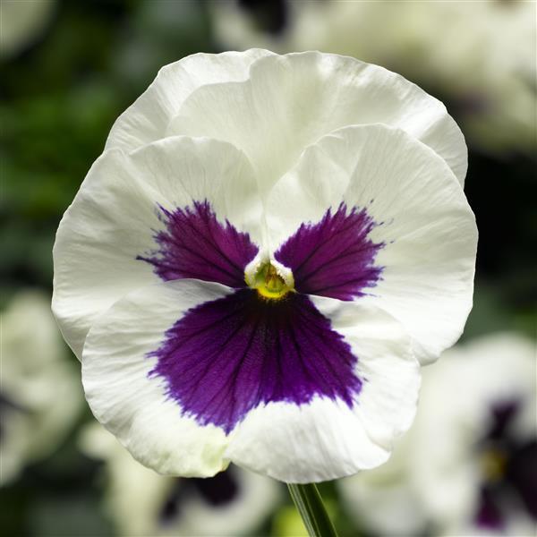 Pansy 'Delta Pro'
