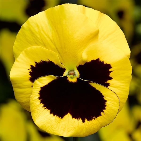 Pansy 'Delta Pro'
