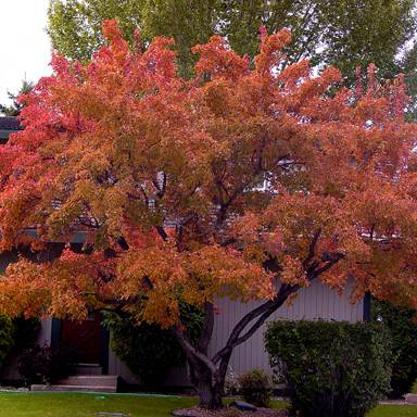 Maple 'Amur Flame'