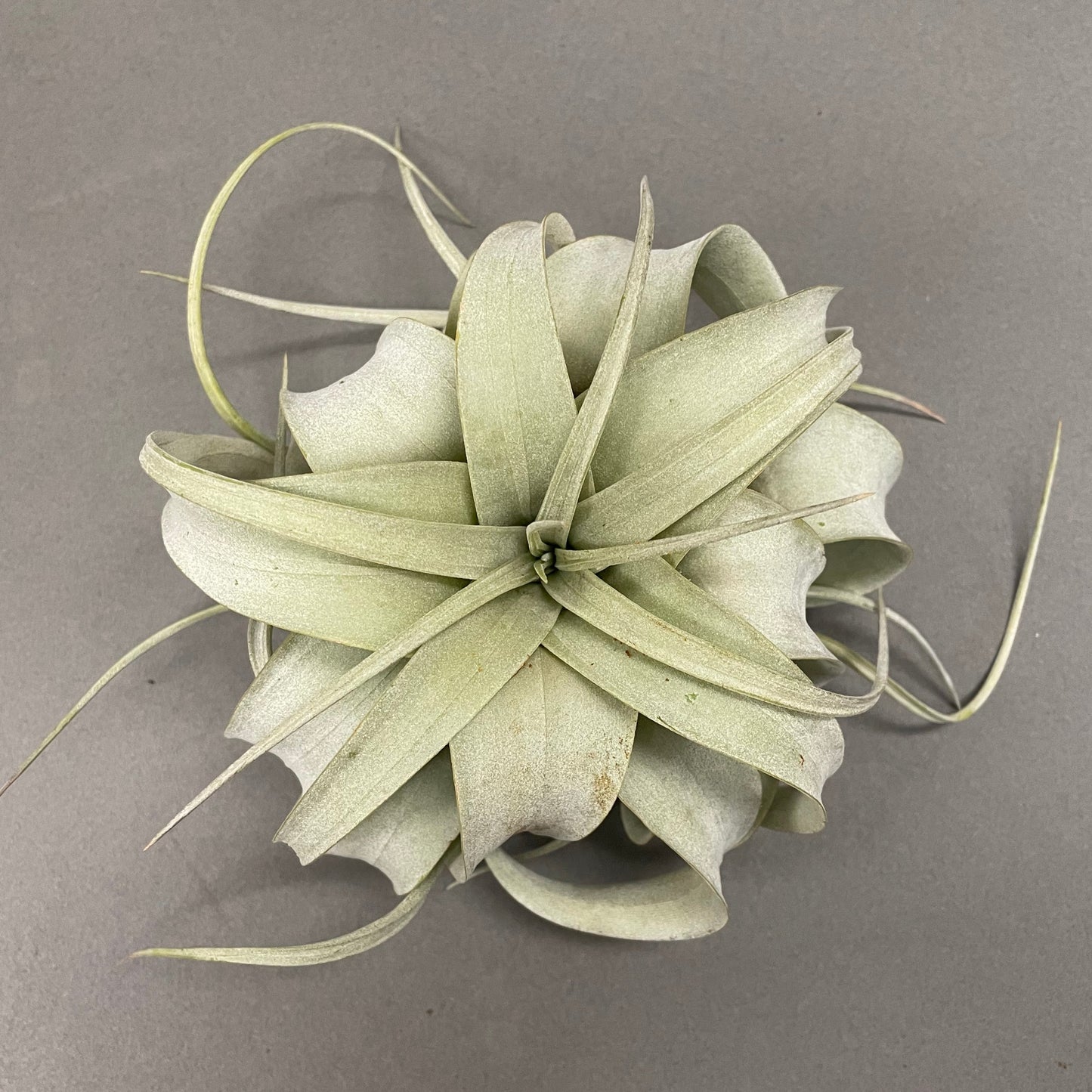 Air Plant 'Xeros'