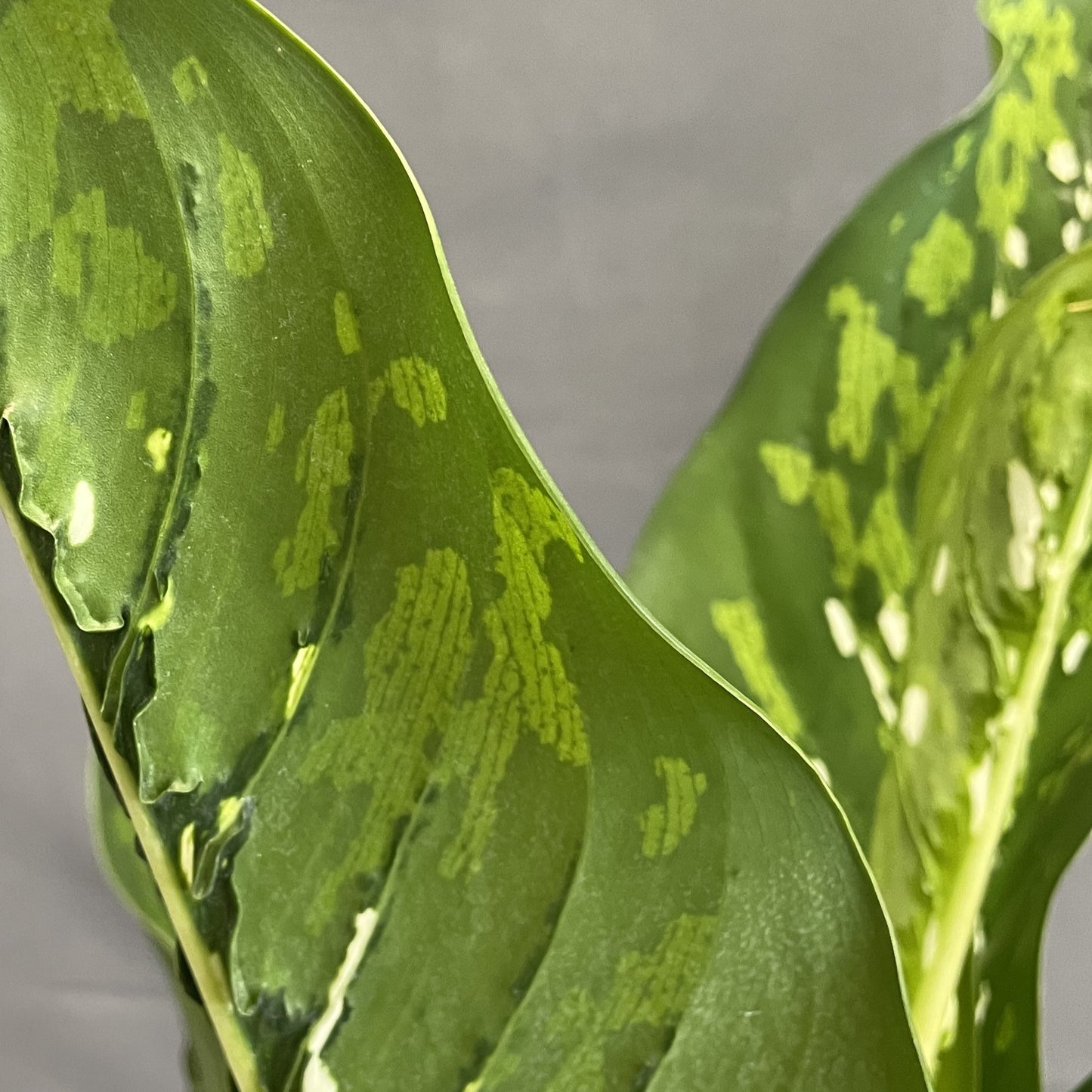 Dieffenbachia 'Crocodile'