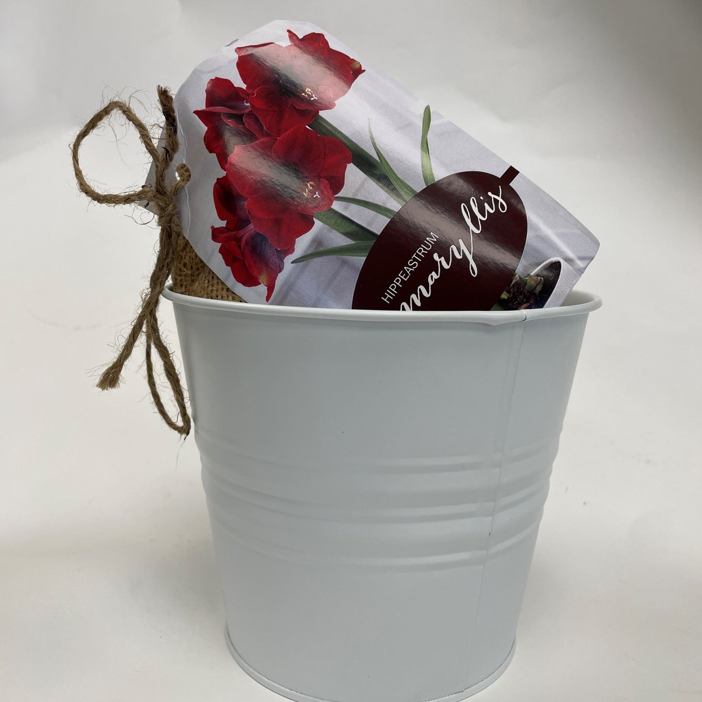 Amaryllis Natures Blooms Kit
