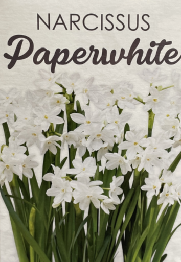 Paperwhite Gift Box