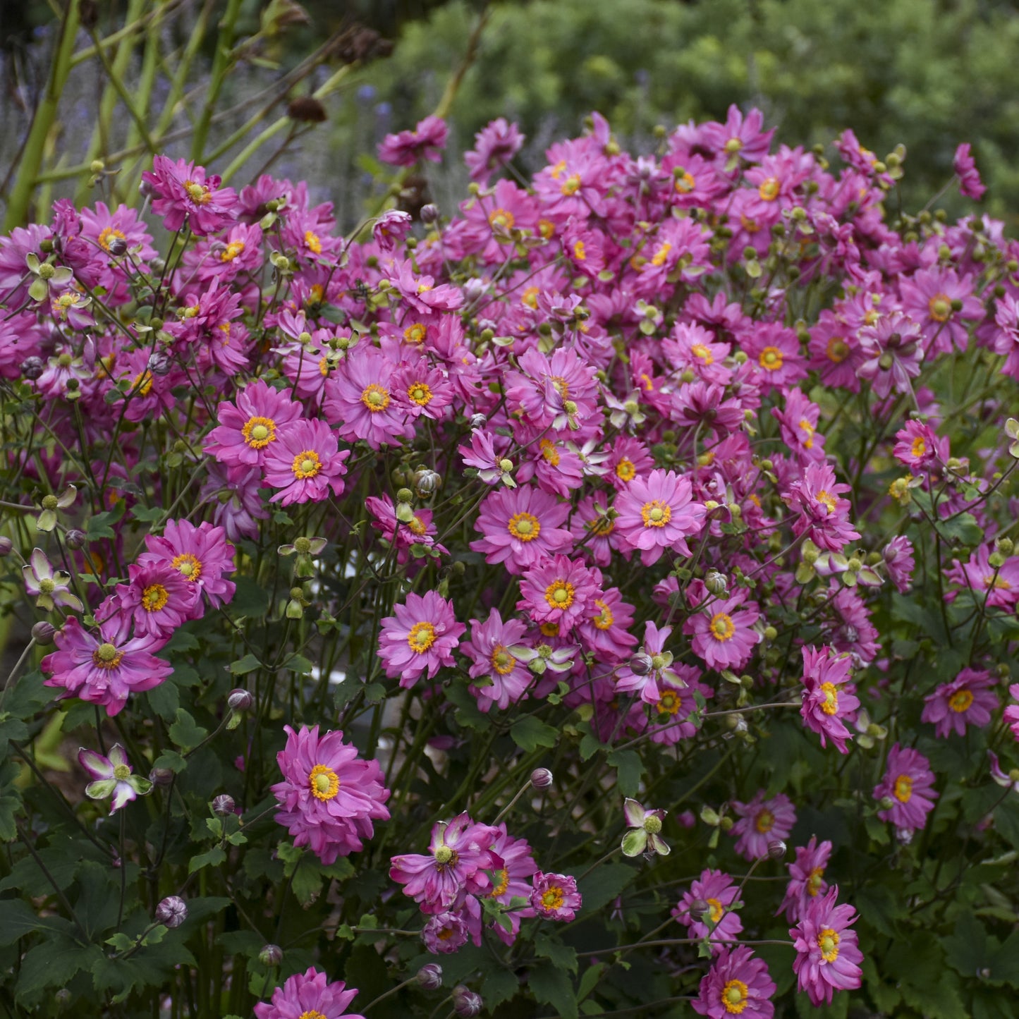 Anemone 'Fall in Love®'
