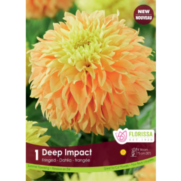 Bulbs Dahlia Fringed Deep Impact 1/Pkg.