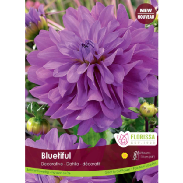 Bulbs Dahlia Dinnerplate Decorative Bluetiful 1/Pkg.