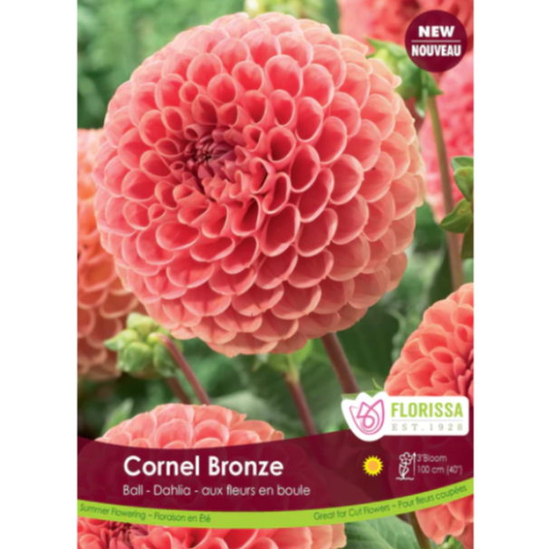 Bulbs Dahlia Ball Cornel Bronze 1/Pkg.