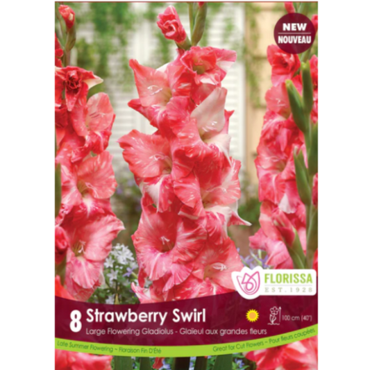 Gladiolus Strawberry Swirl 8/Pkg