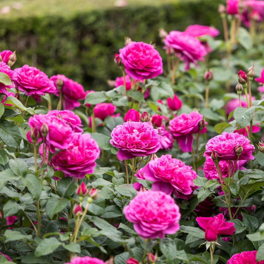 Rose 'James L. Austin'