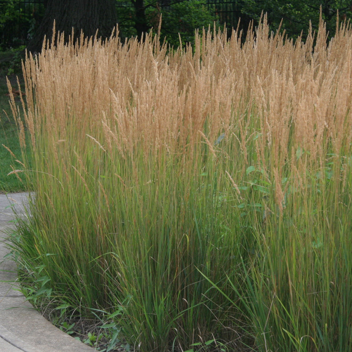 Reed Grass ‘Karl Foerster’