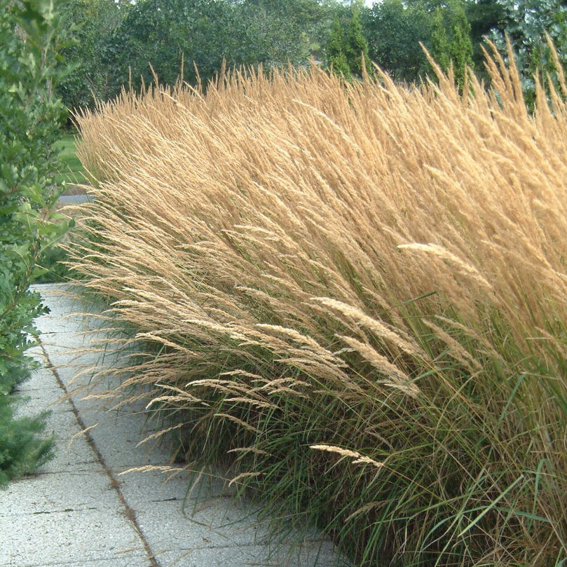 Reed Grass ‘Karl Foerster’